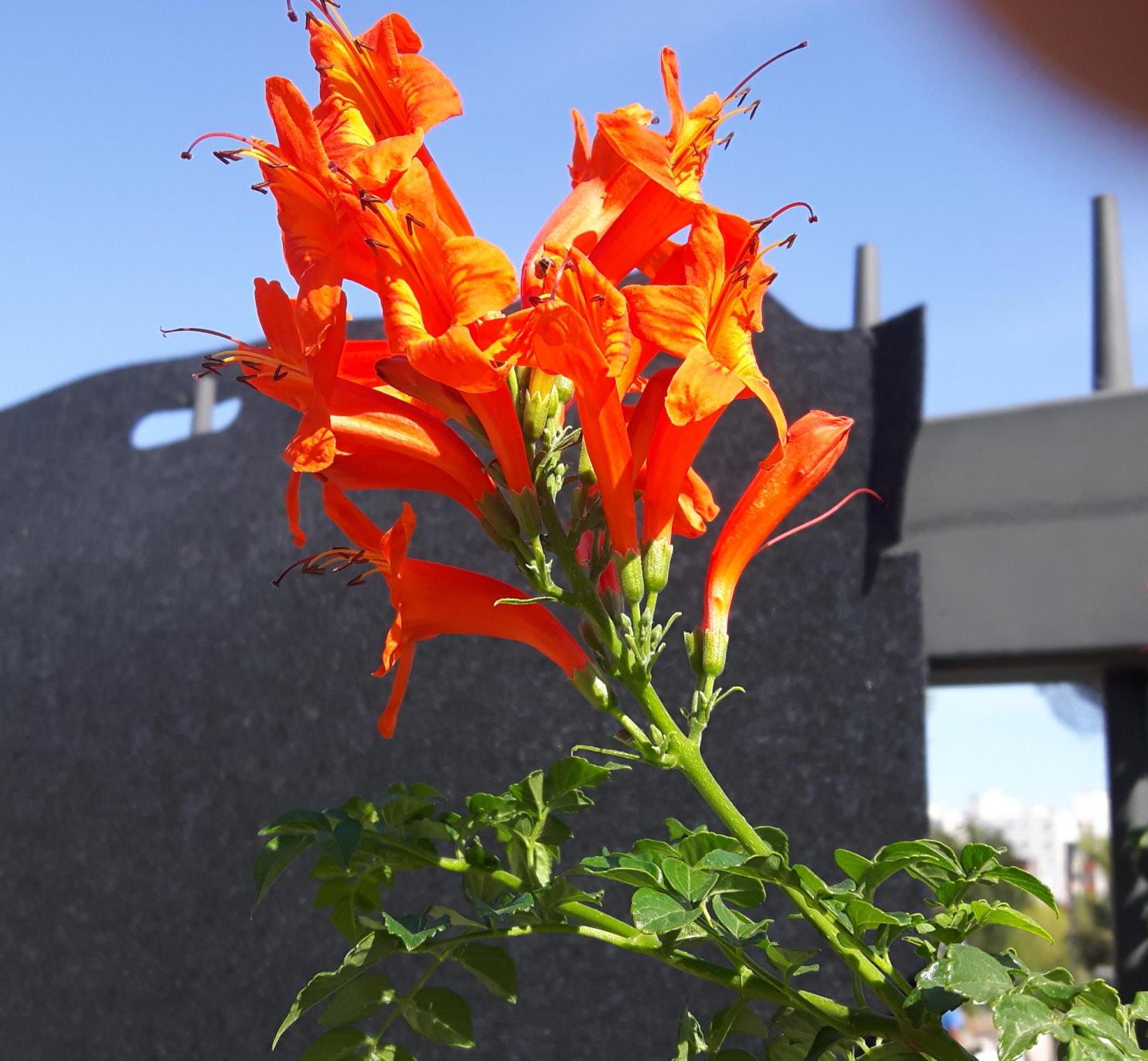 Tecoma capensis (Bignoniaceae)